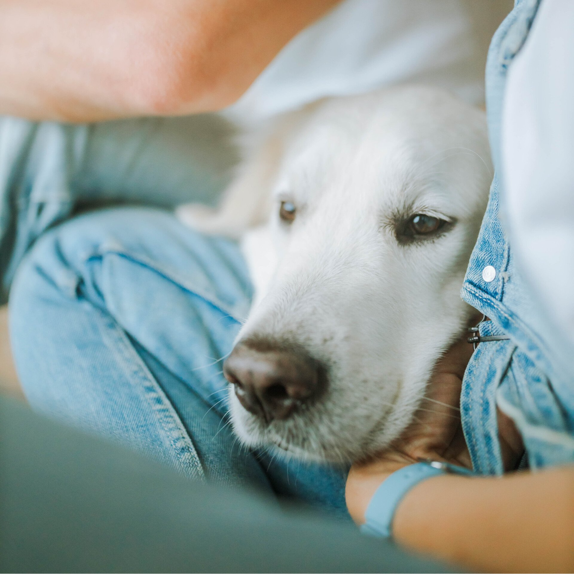 Vidaus organų ir minkštųjų audinių operacijos
