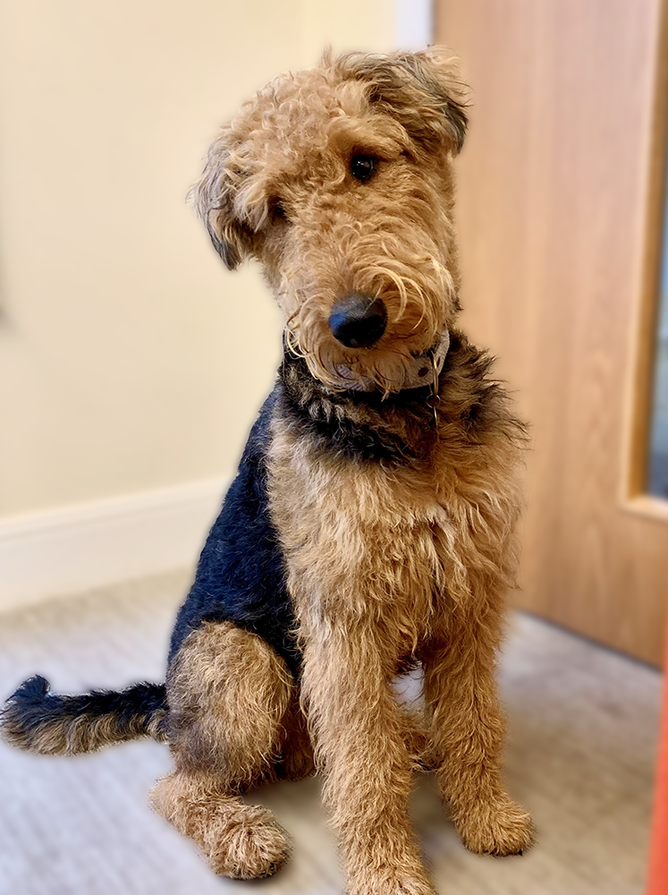 monty, security team at england and company