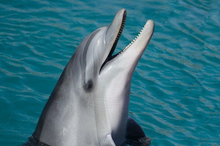 Dolphin with open mouth surfacing from blue water, appearing happy.
