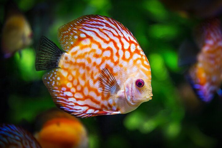 Colorful discus fish with orange and white patterns, swimming in an aquarium.