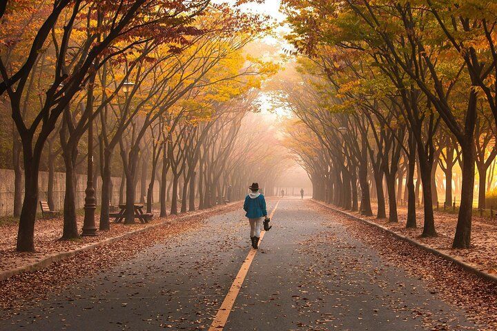 A person walks down a road lined with trees with yellow leaves in autumn.