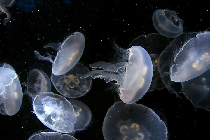 Clear, translucent jellyfish swimming against a dark background.