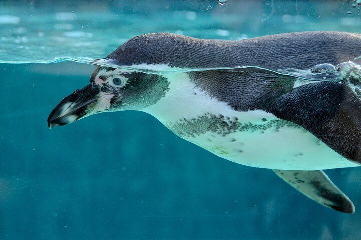 Penguin swims underwater, peering out from a blue aquarium, showing a black and white body.