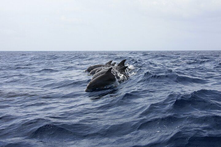Dolphins swimming in a line on the blue ocean surface under a cloudy sky.