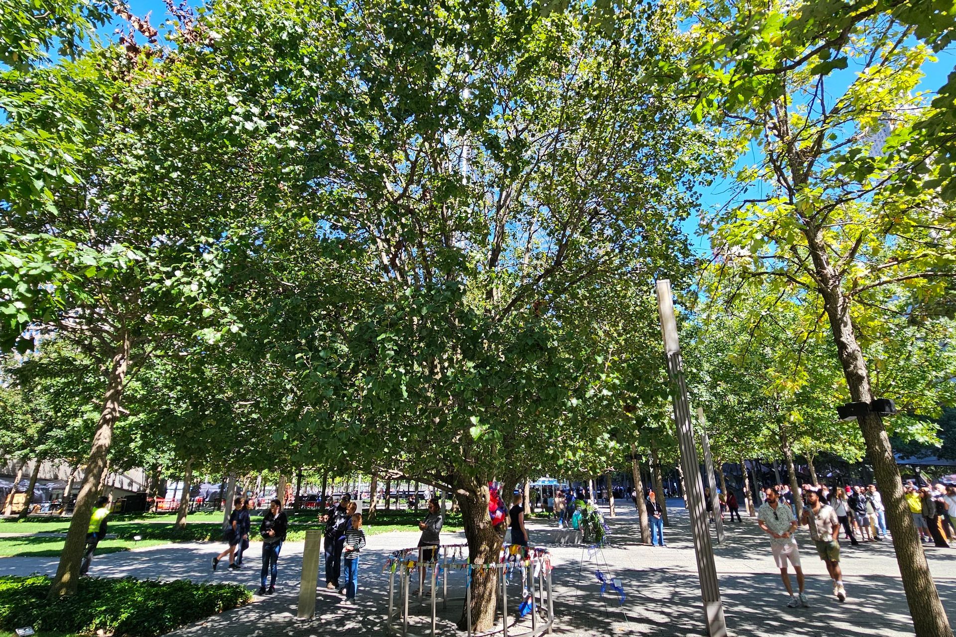 People under leafy trees in a park on a sunny day.