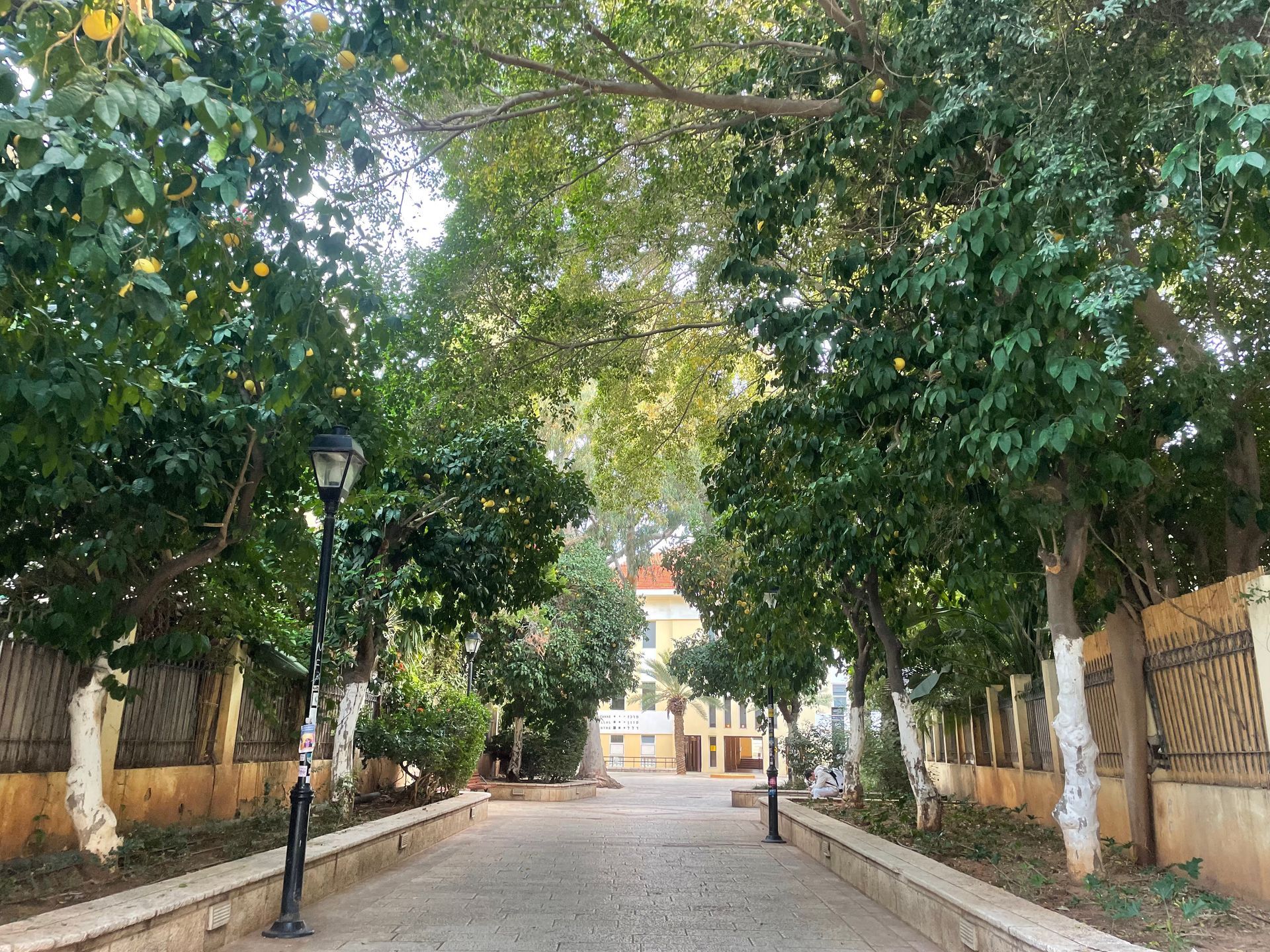 A tree-lined path leads to a light-colored building. Green trees and shrubs flank the path with yellow citrus fruit.