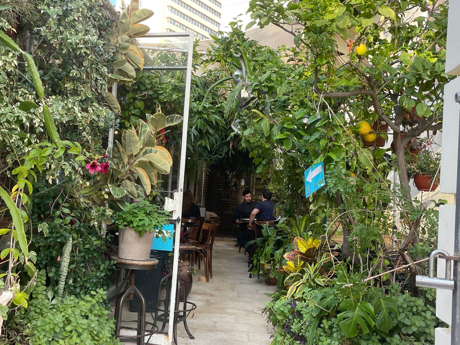 Entrance to a lush, green cafe; a person sits at a table under lemon trees and greenery.