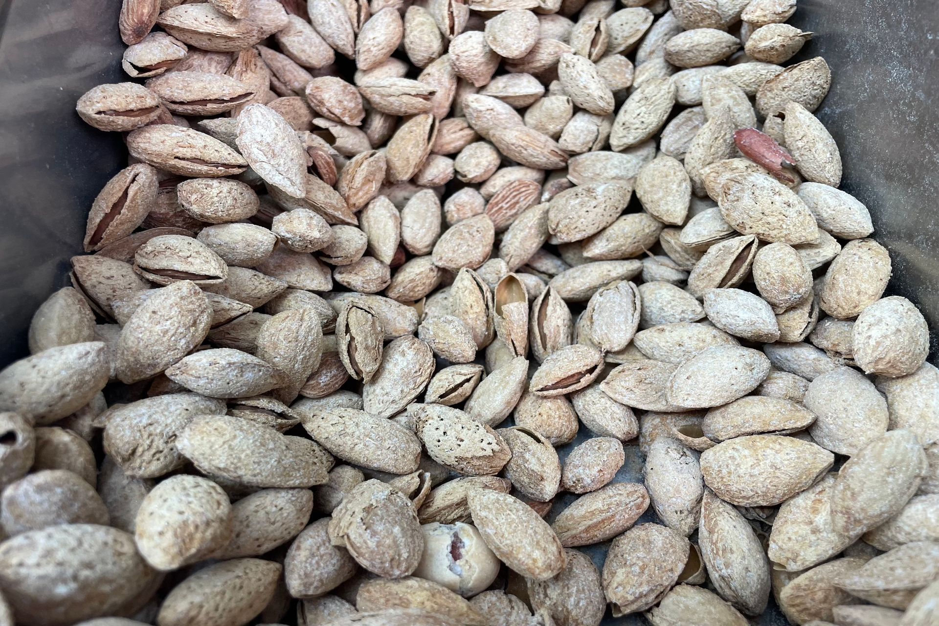 Pile of almonds in their shells.