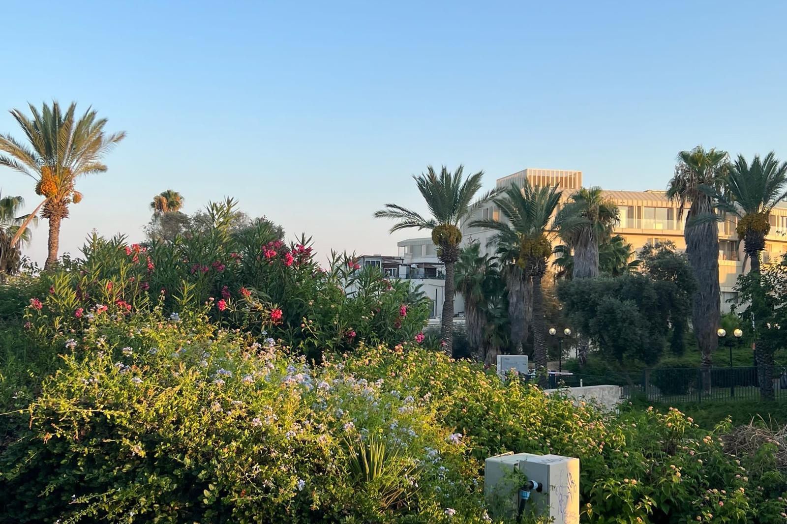 Green bushes and palm trees in front of a building on a sunny day.