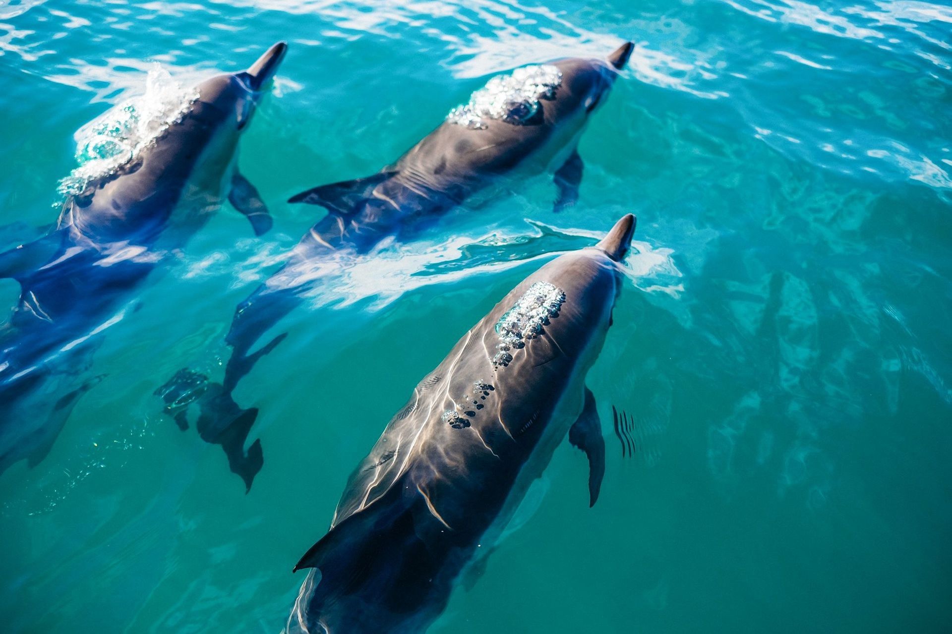 Three dolphins swimming in blue ocean water.