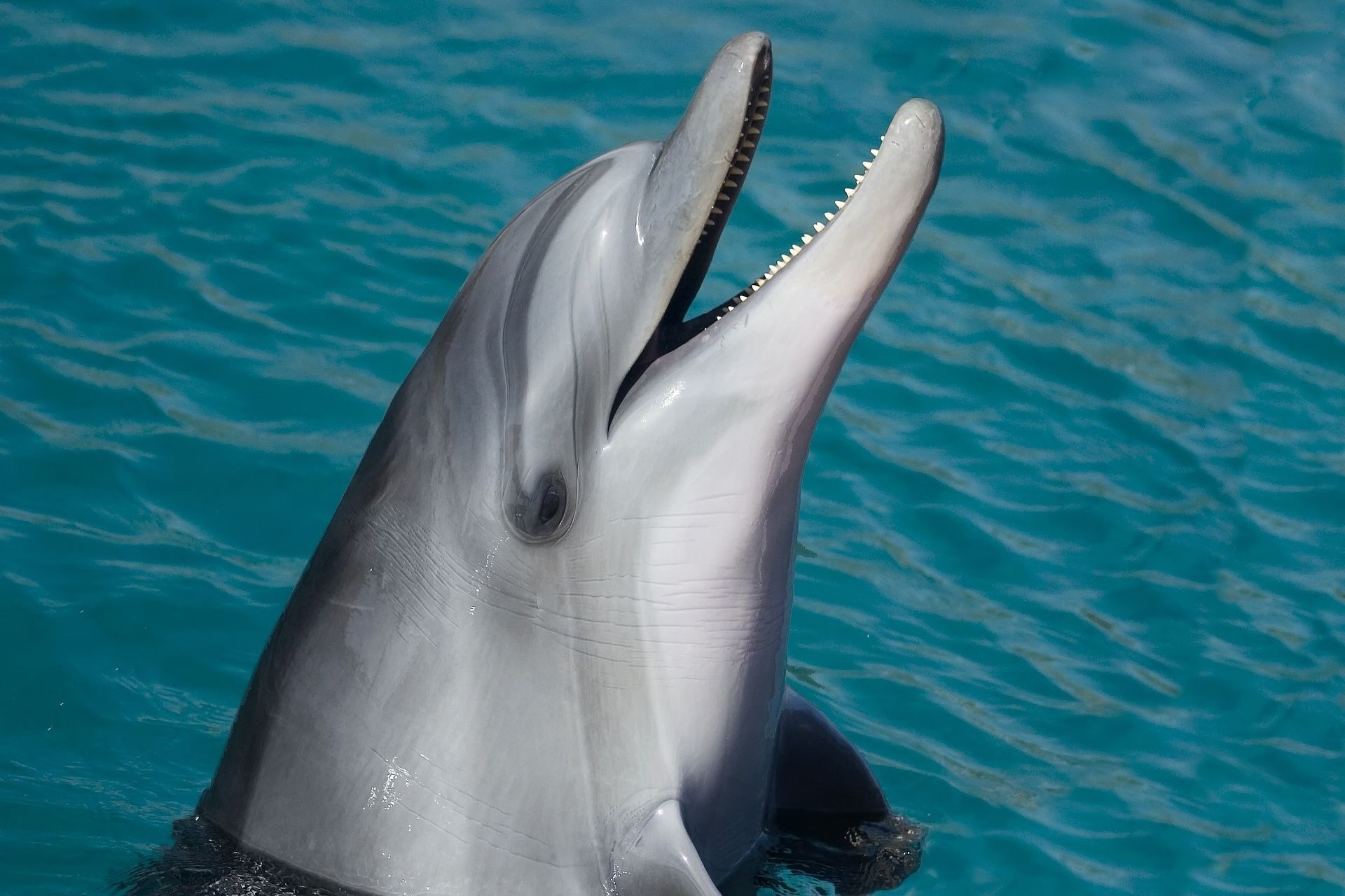 Dolphin with mouth open, head above turquoise water.