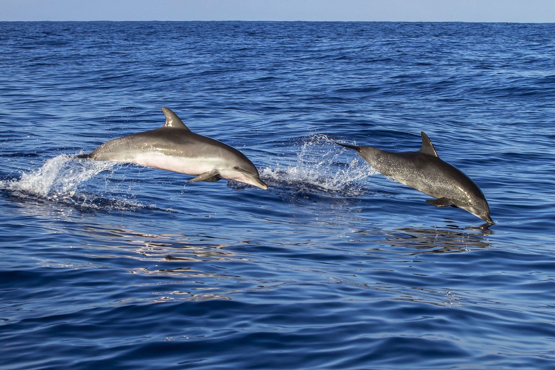 Two dolphins leaping from blue ocean water.