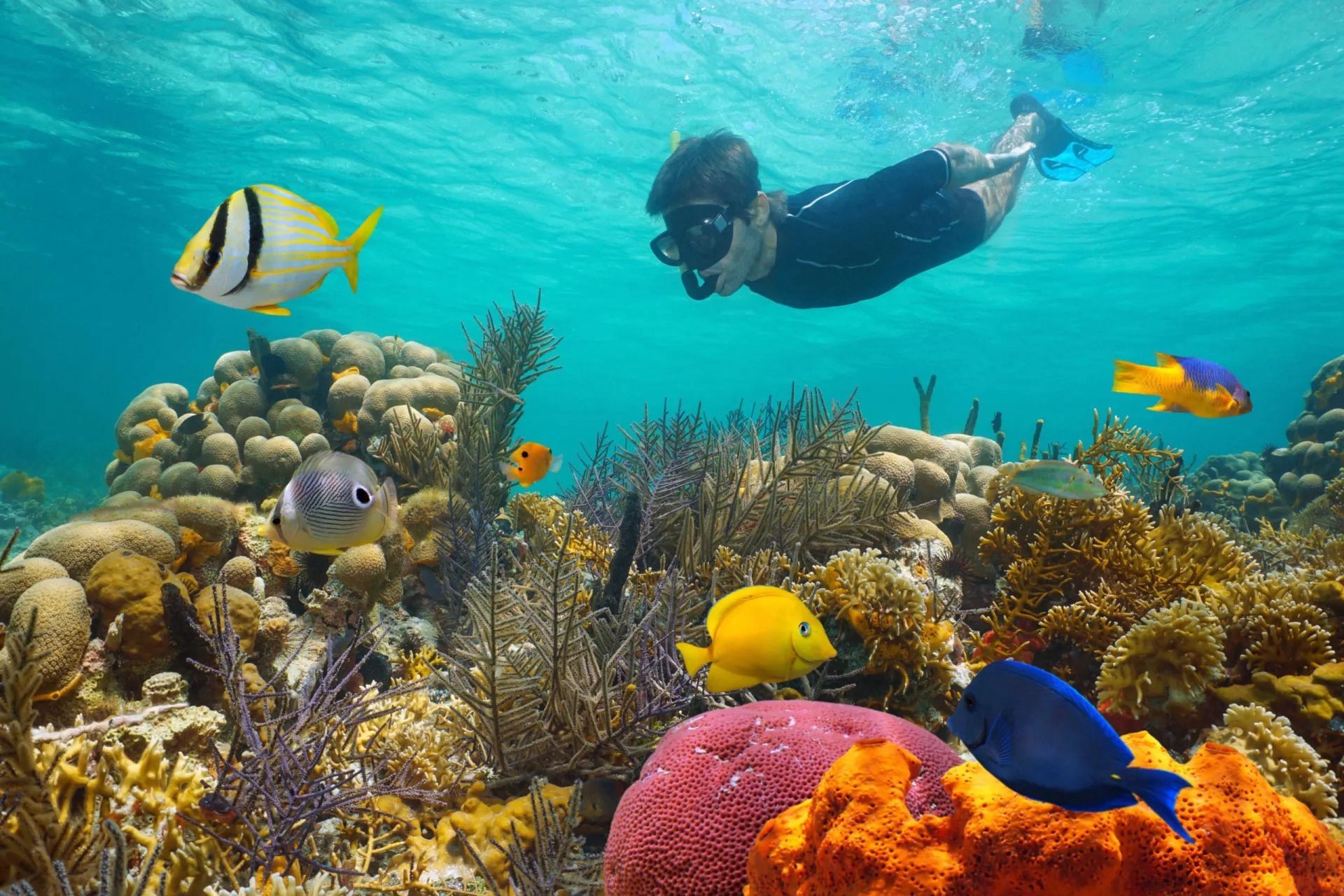 A man diving down to a coral reef.