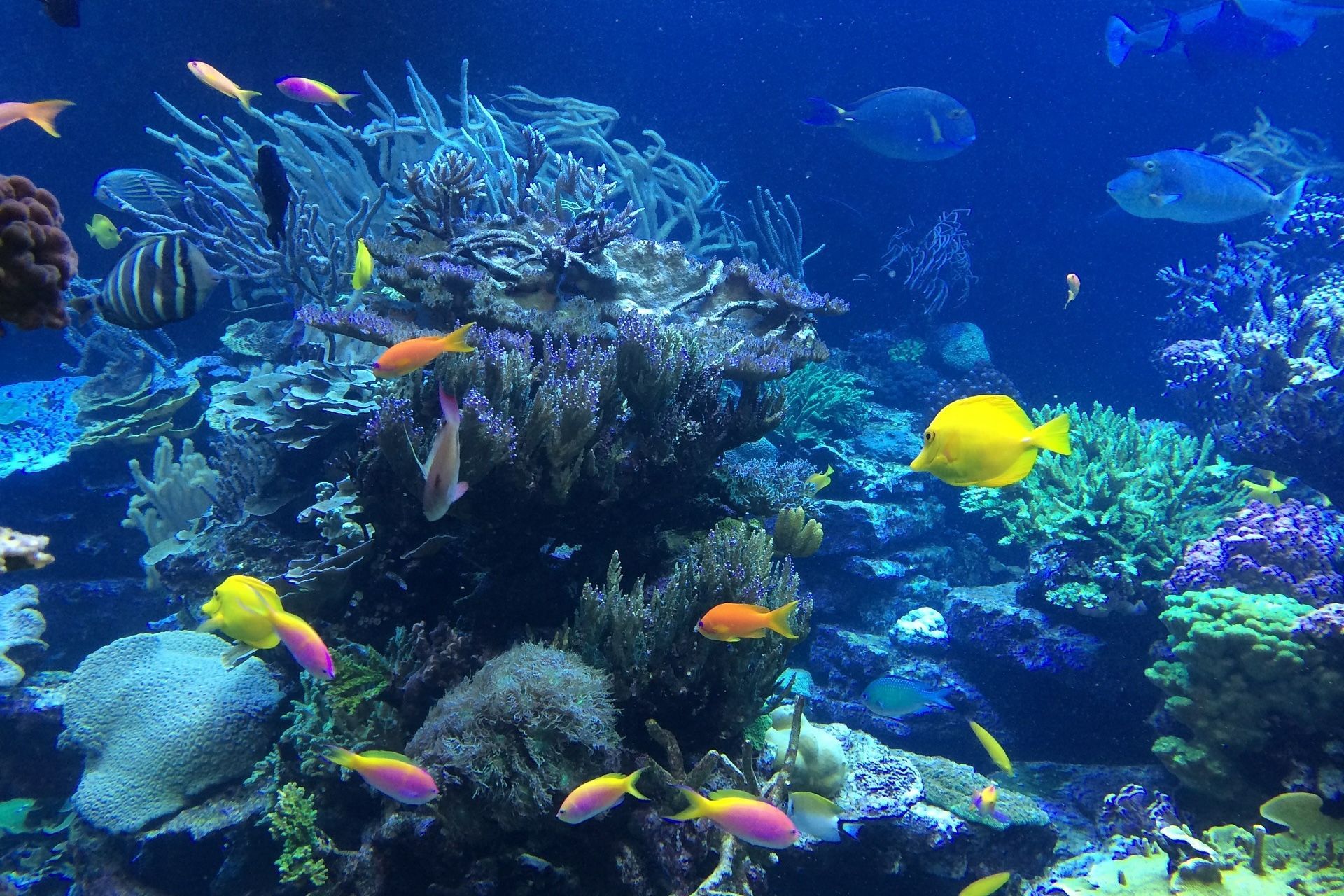 Underwater scene with vibrant coral, colorful fish, and blue water.