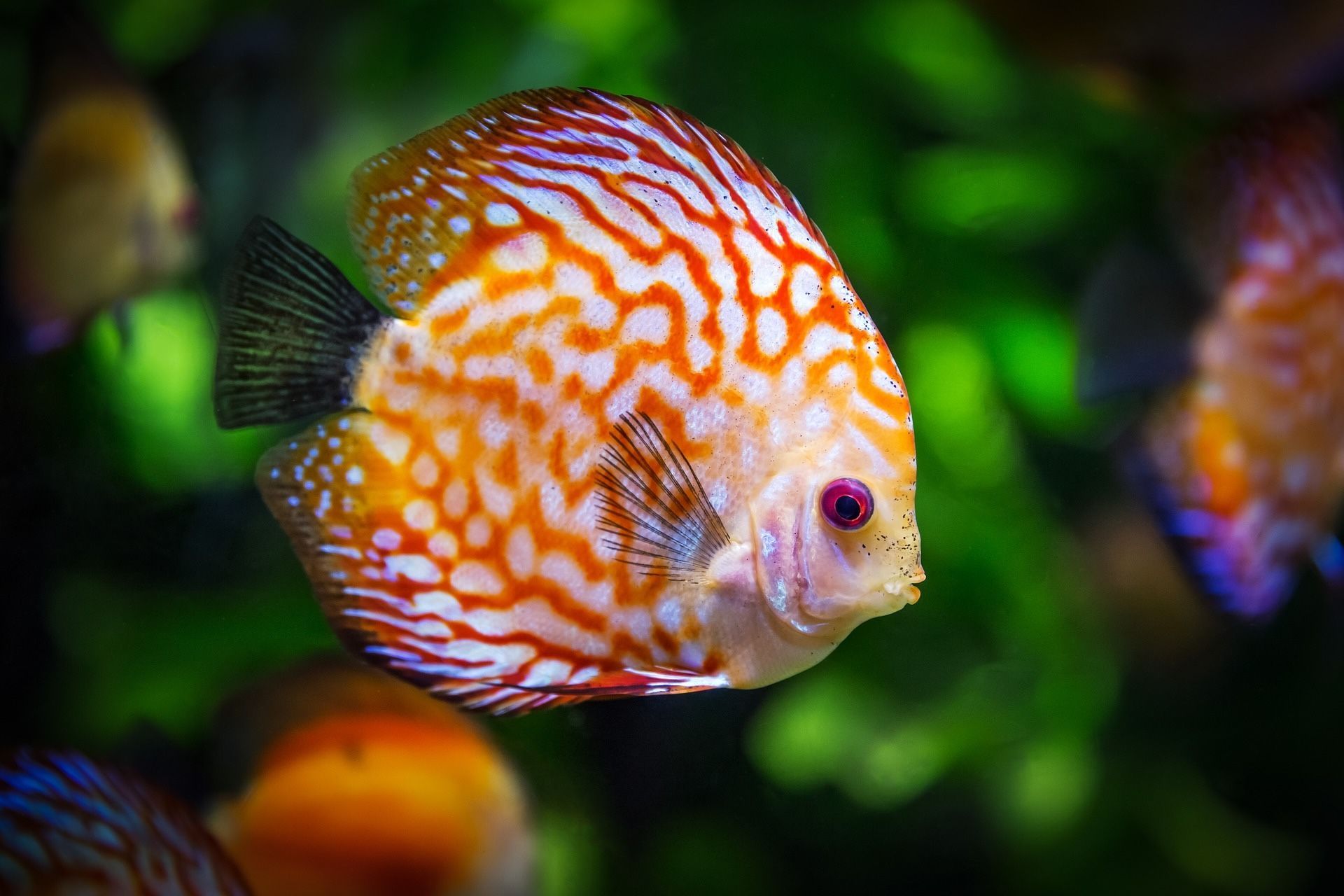 Orange and white discus fish with intricate patterns in a blurred aquarium setting.