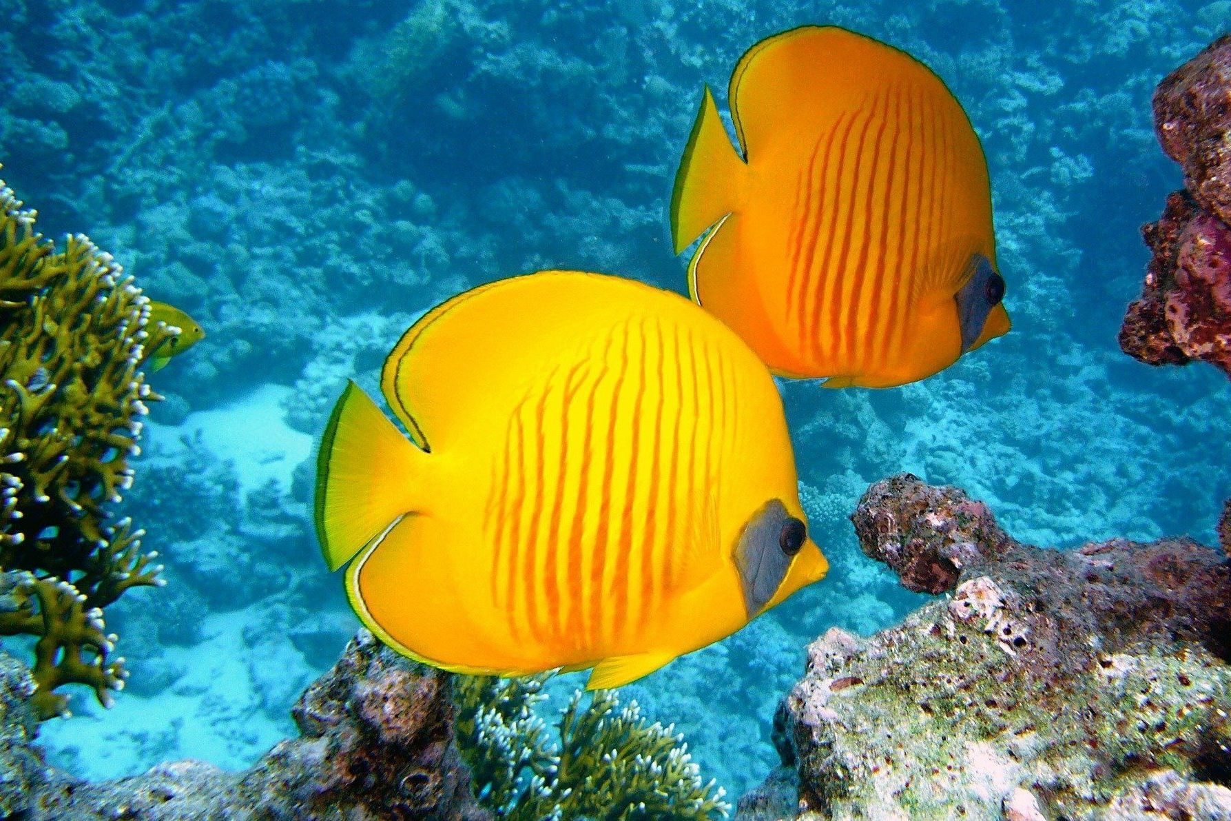 Two bright yellow butterflyfish swim near coral in a blue ocean.