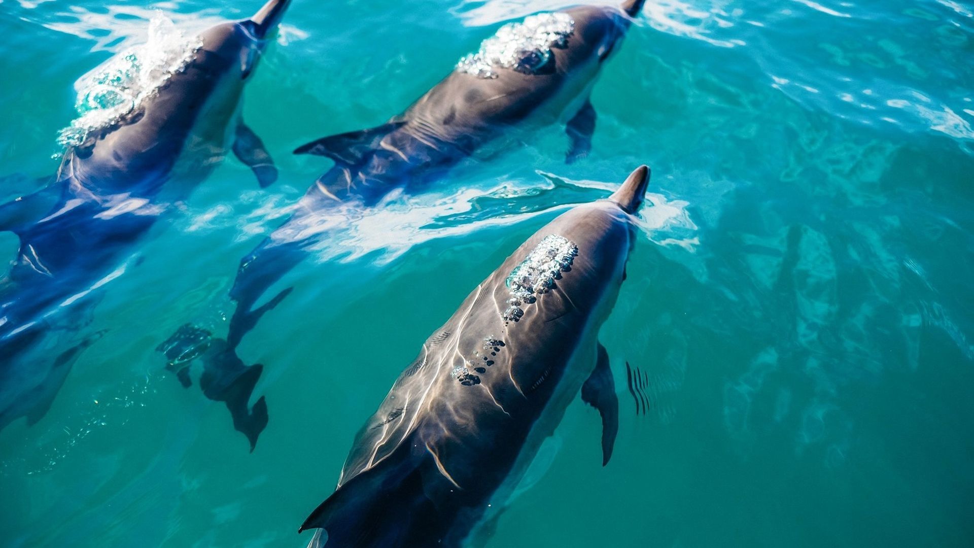 Dolphins swimming in turquoise water; three visible from above with dorsal fins and sleek bodies.