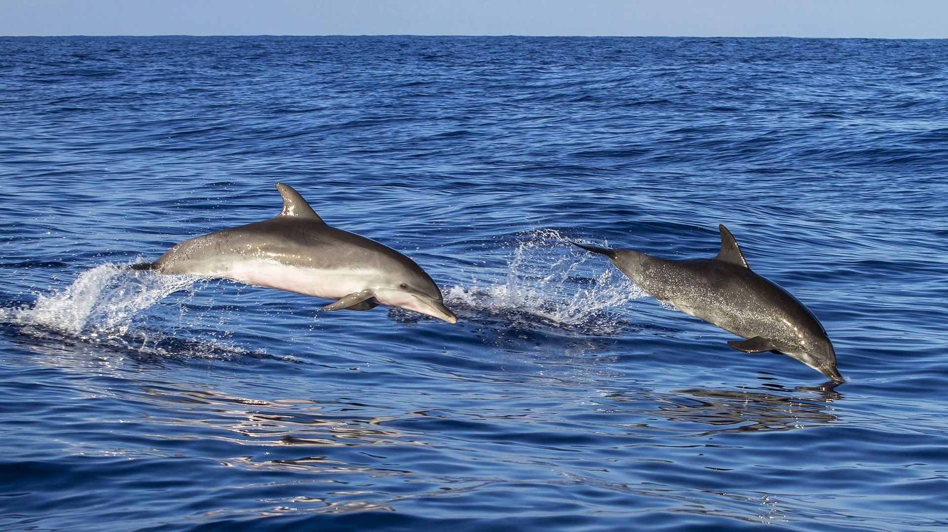 Two dolphins leaping out of blue ocean water.