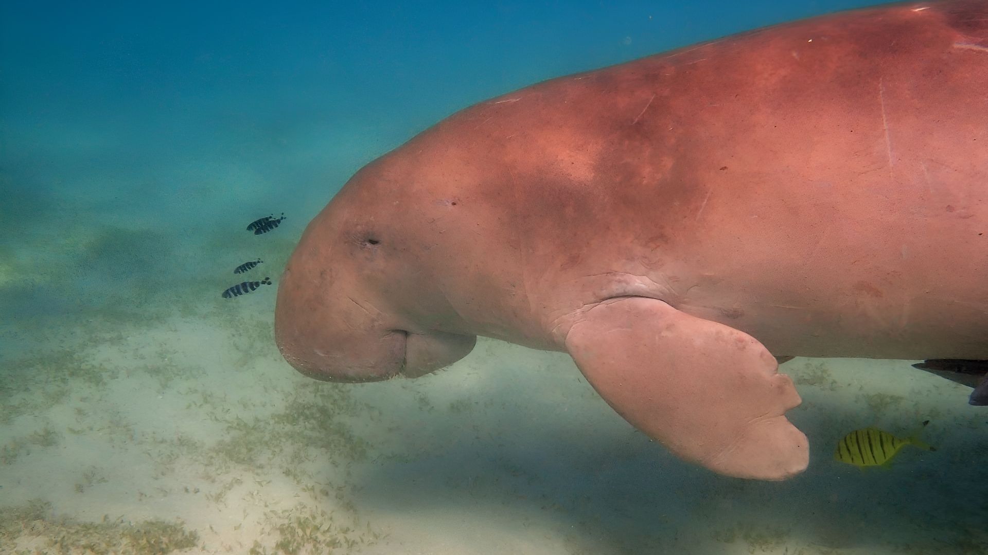 Pinkish-brown dugong swims underwater; sandy ocean floor visible.