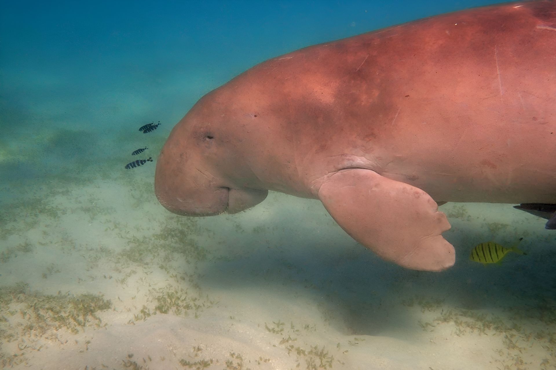 A dugong, reddish-brown, swims underwater near sandy sea floor, with small fish visible.