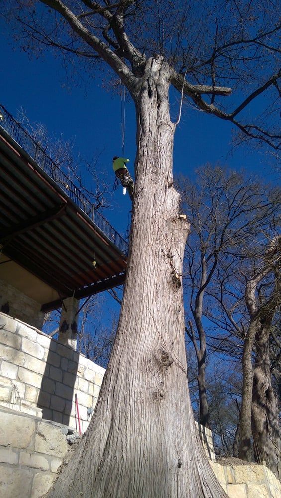 Compton Tree Experts | Canyon Lake TX