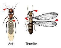 images of termite and ant