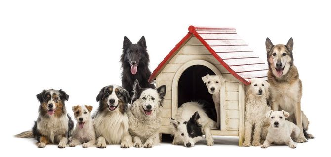 Large group of dogs in and surrounding Dog House — Pet Products in Bowral, NSW