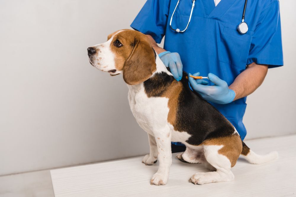 Veterinarian Microchipping Beagle Dog with Syringe in Blue Coat — Microchipping & Pet Vaccination in Bowral, NSW