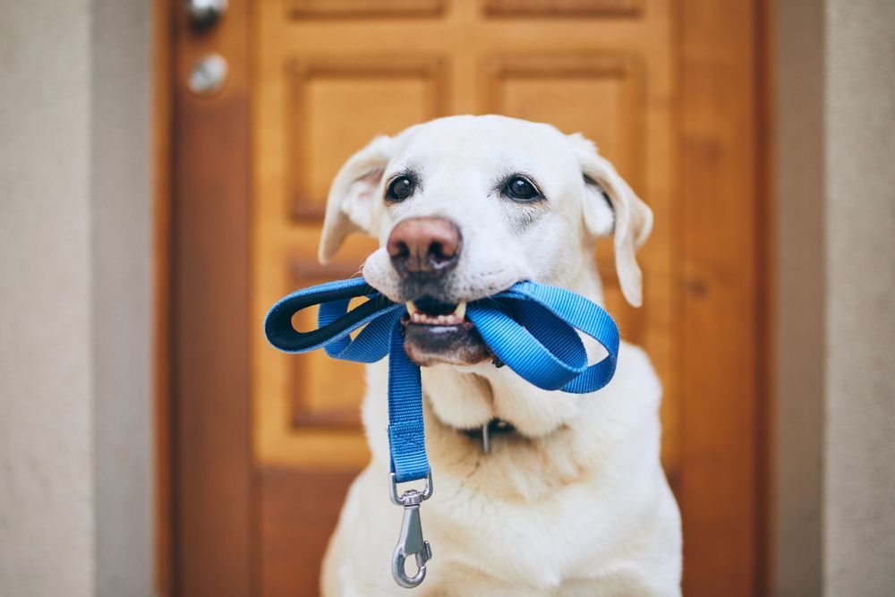 Labrador Retriever Standing With Leash in Mouth Against Door of House — Pet Products in Bowral, NSW