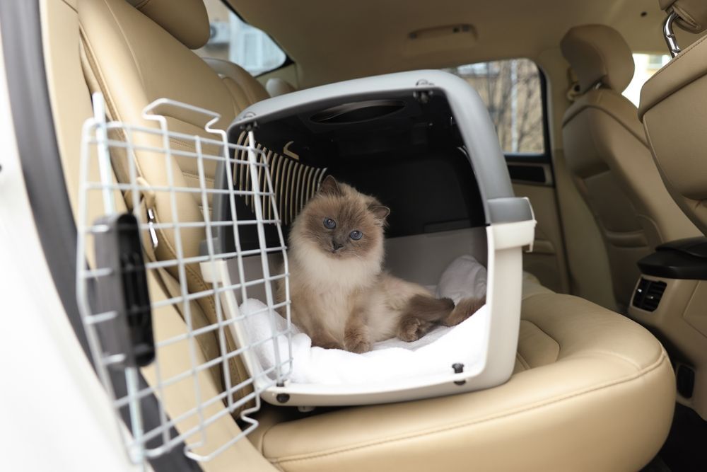 Cute Grey Cat Inside Pet Carrier in Car — Your Local Bowral Vets in Bowral, NSW