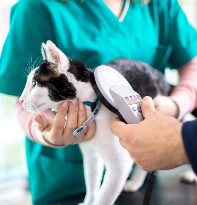 Veterinarian Checking Microchip of Cat in Vet Clinic — Microchipping & Pet Vaccination in Bowral, NSW