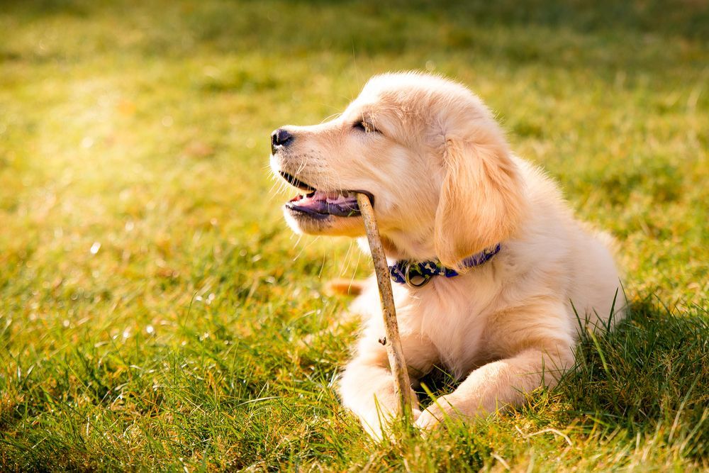 Having a Day Off, Hanging at Backyard! Golden Retriever — Pet Products in Bowral, NSW