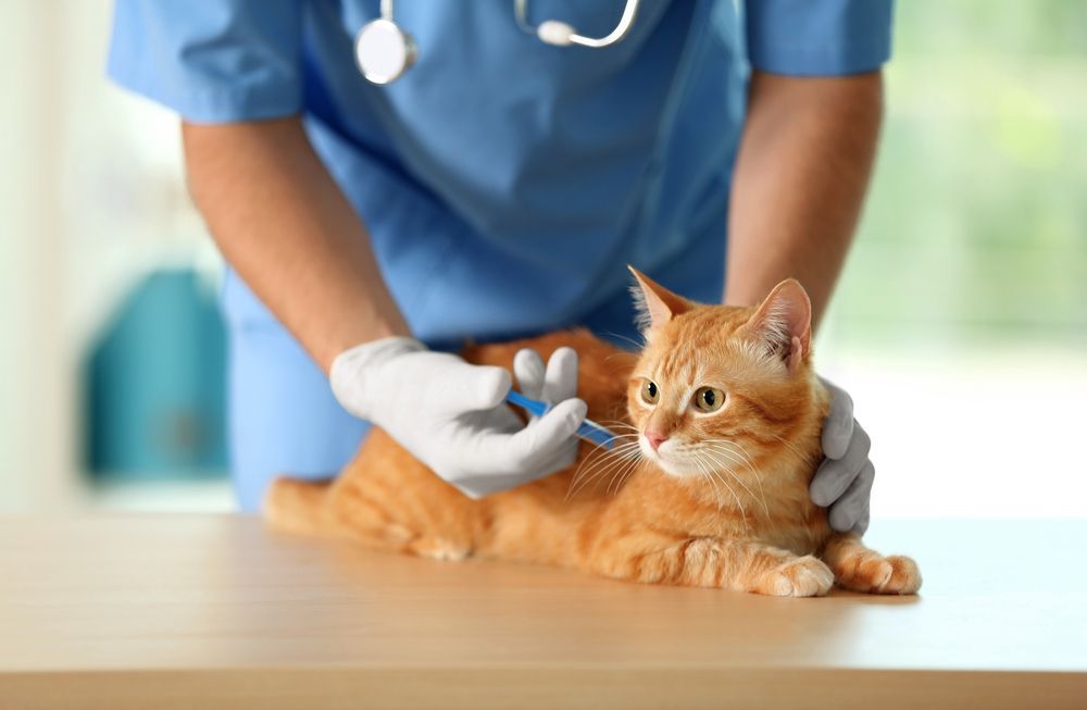 Veterinarian Microchipping Cute Cat in Clinic — Microchipping & Pet Vaccination in Bowral, NSW