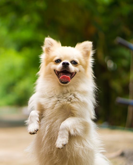 Bowls on Shelves in Pet Shop — Pet Products in Bowral, NSW