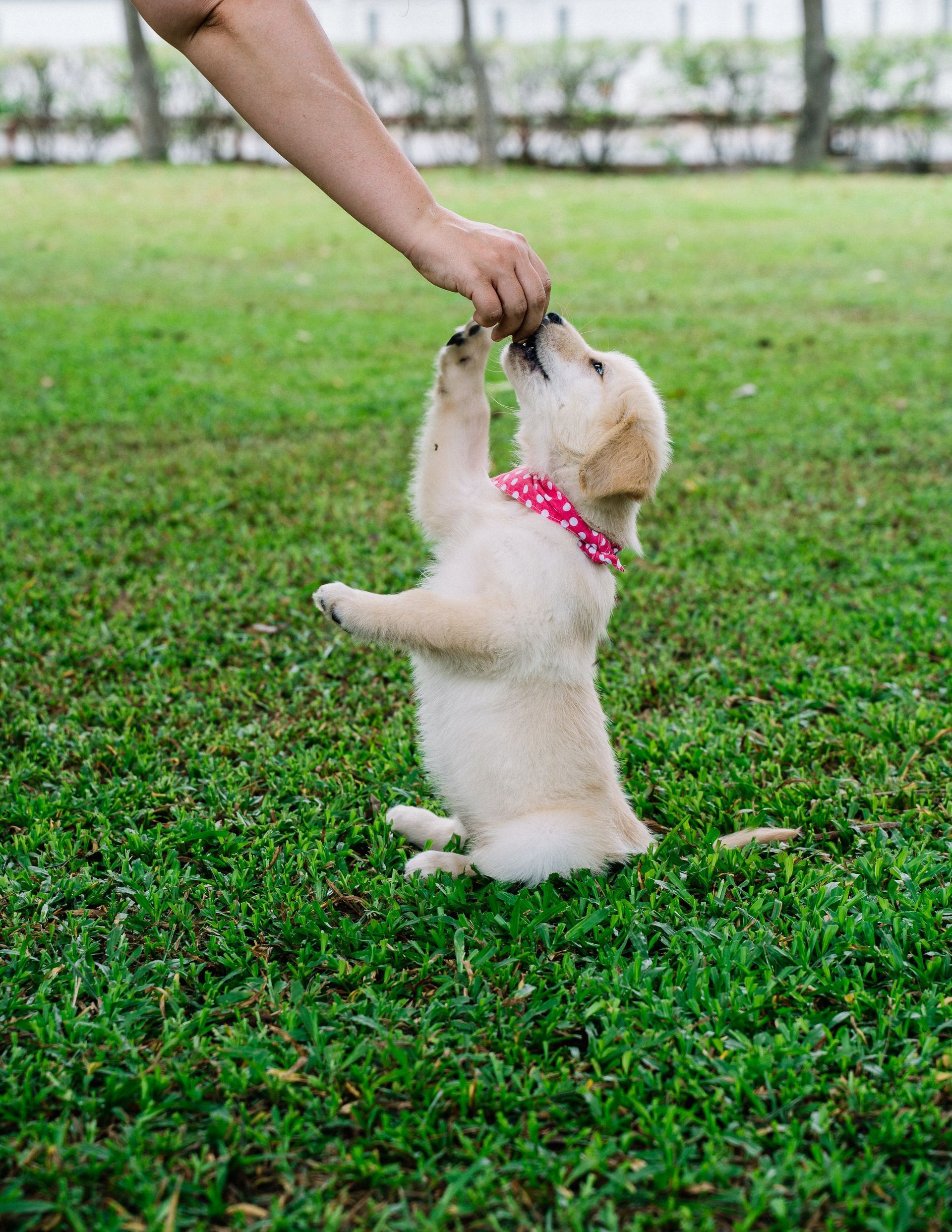Sweet Six Week Old French Bulldog Puppy — Local Puppy Preschool in Bowral, NSW