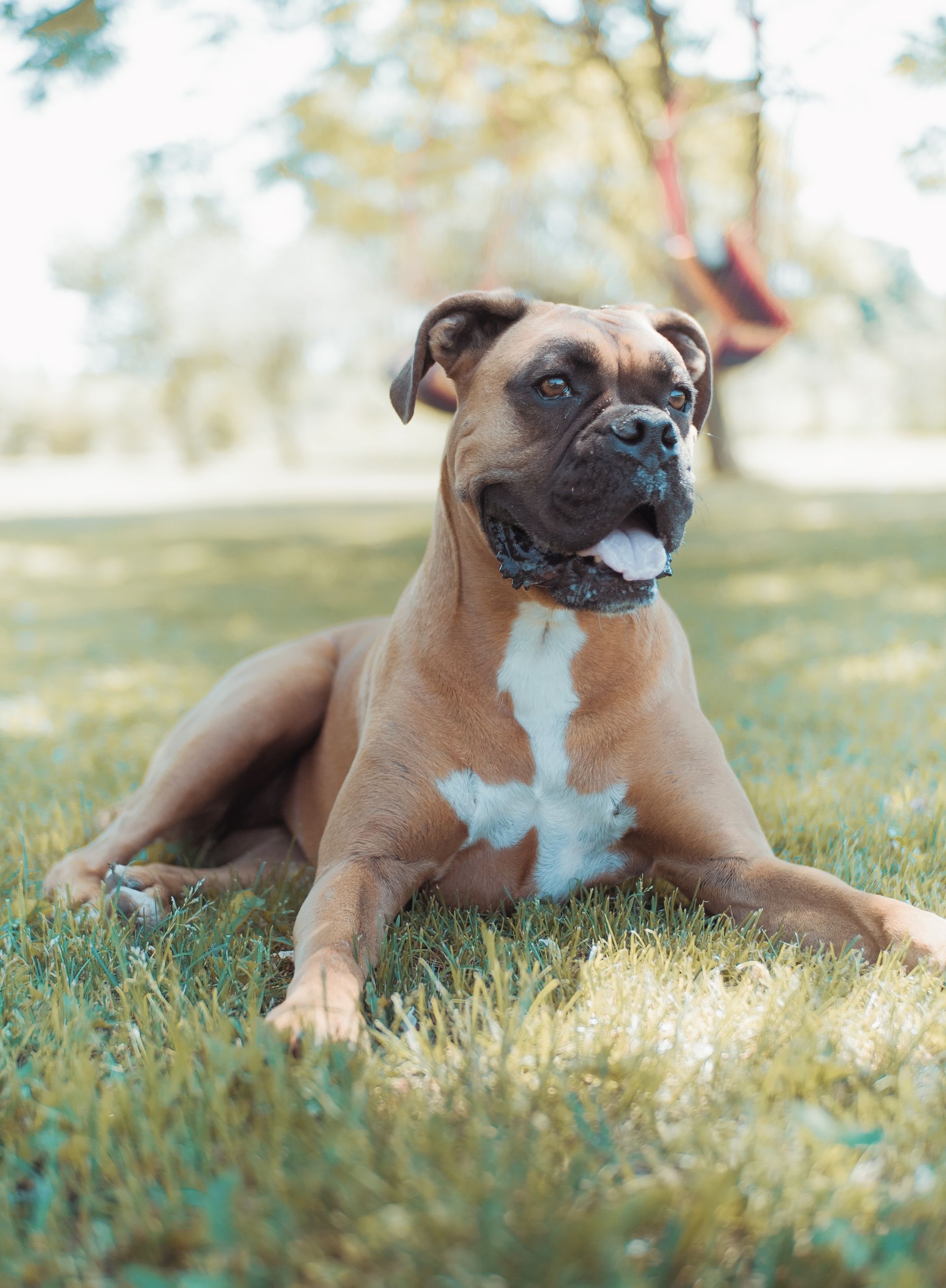 Boxer Breed Dog on The Grass — Your Local Bowral Vets in Bowral, NSW