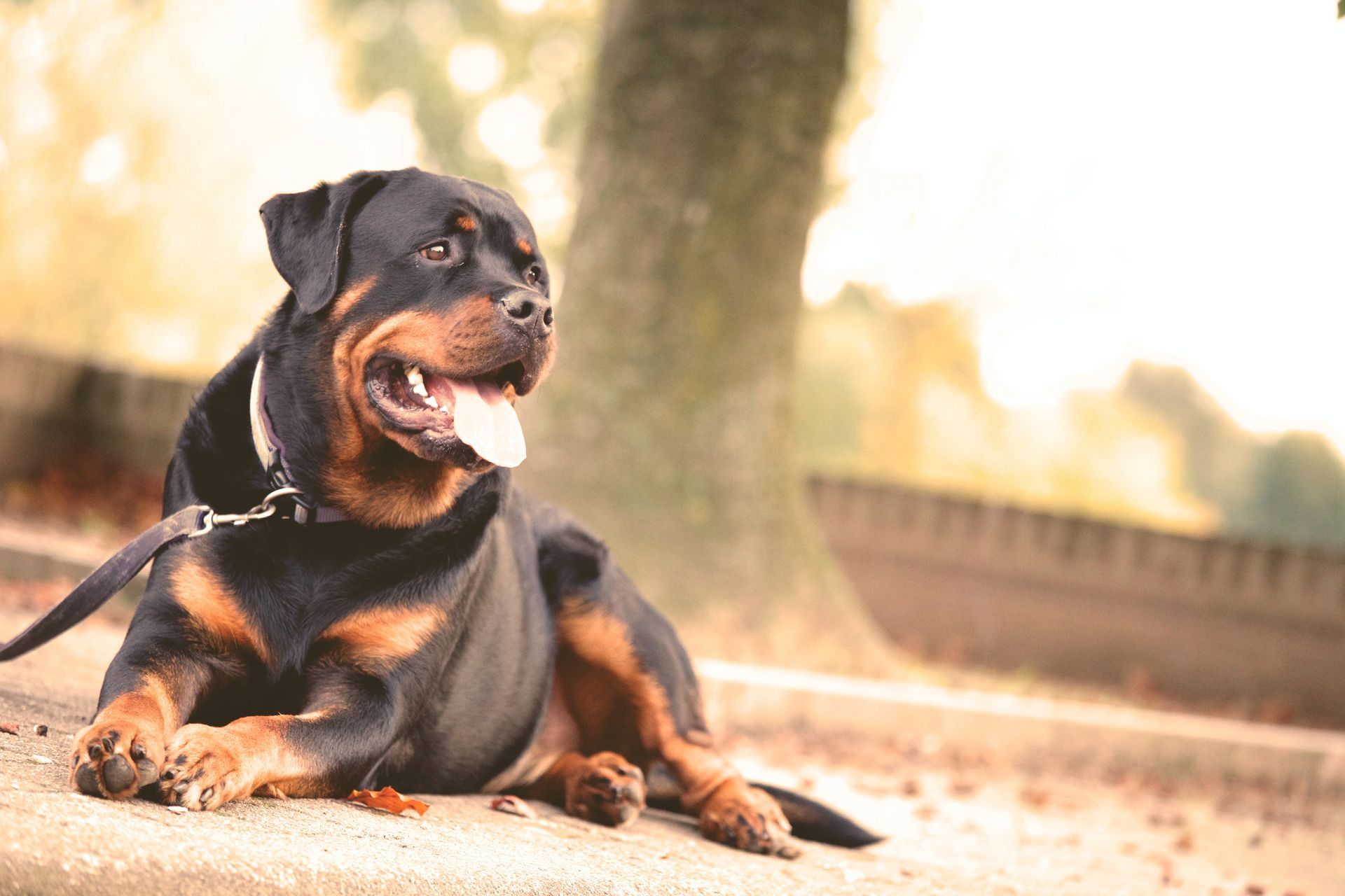 Boxer Breed Dog Laying Down — Your Local Bowral Vets in Bowral, NSW
