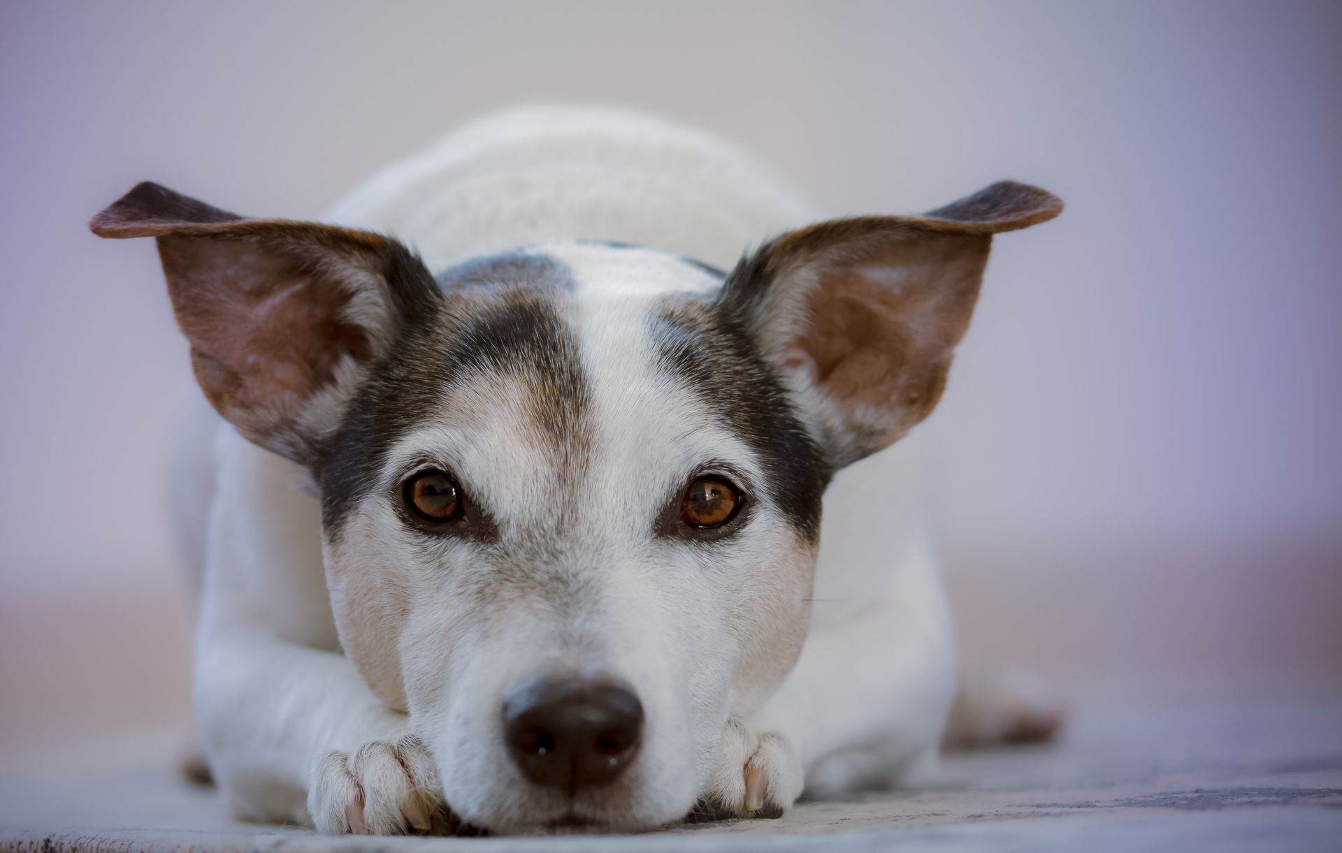 Jack Russell Dog Laying on its paws — Your Local Bowral Vets in Bowral, NSW