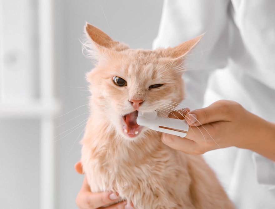 Veterinarian brushing a cat's teeth — Providing Pet Dentistry & Eye Care in Bowral, NSW