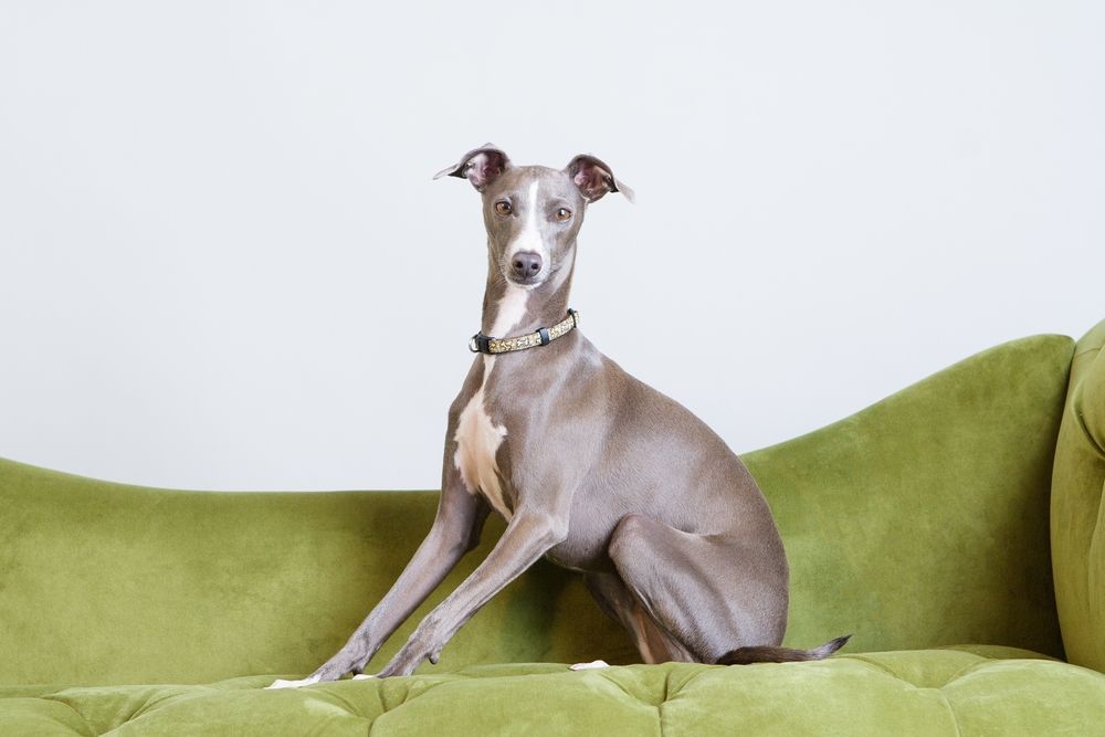 Graceful Pose of a Pedigree House Dog — Local Greyhound Vets in Bowral, NSW