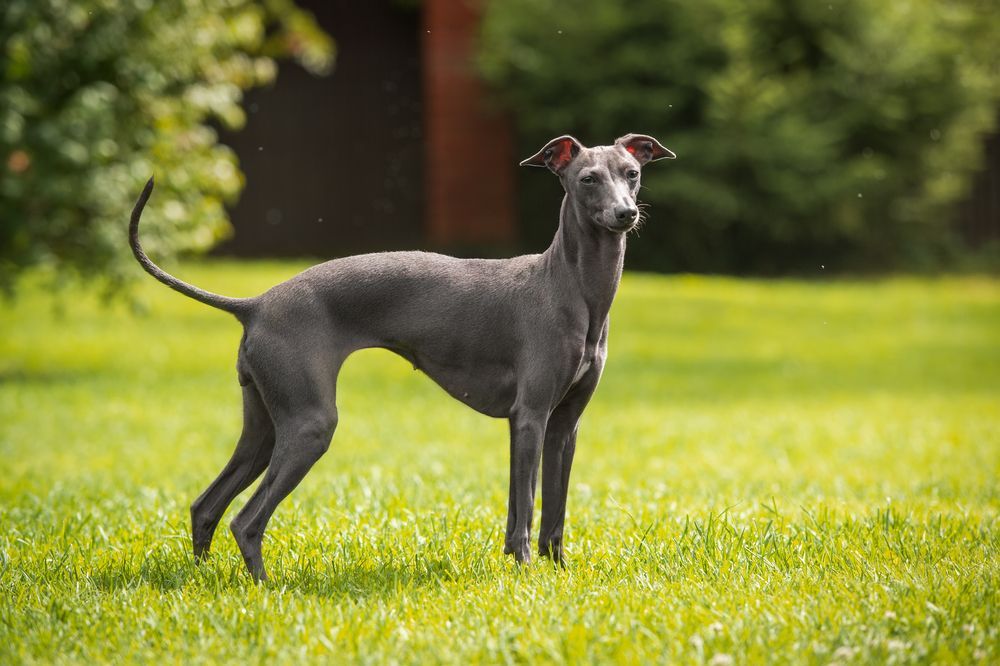 Greyhound at Nature Park — Your Local Bowral Vets in Bowral, NSW