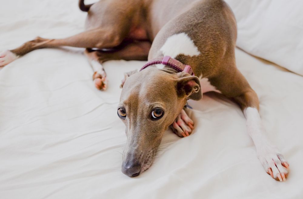 Greyhound Laying on the Bed — Local Greyhound Vets in Bowral, NSW