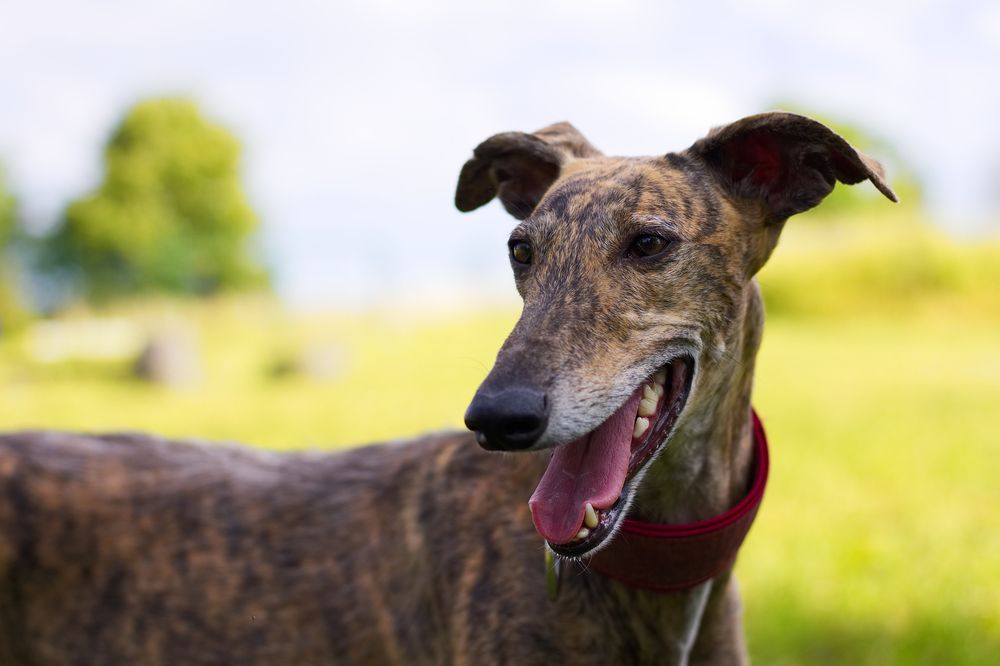 Portrait of Greyhound Outdoor, Racing Dog — Local Greyhound Vets in Bowral, NSW