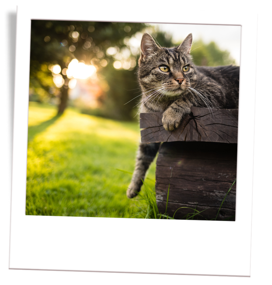 pet moving services pet moving services