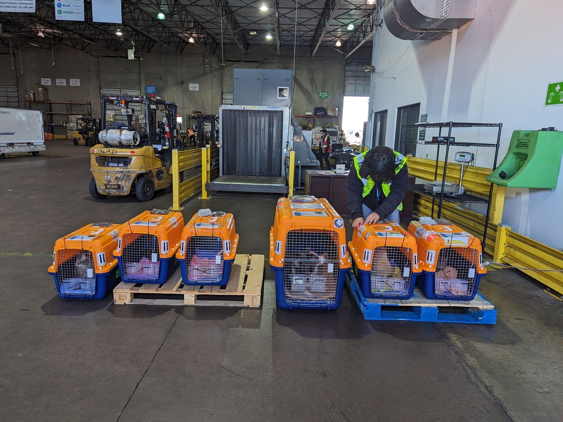 pet courier services
