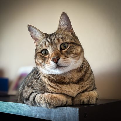 pet courier services
