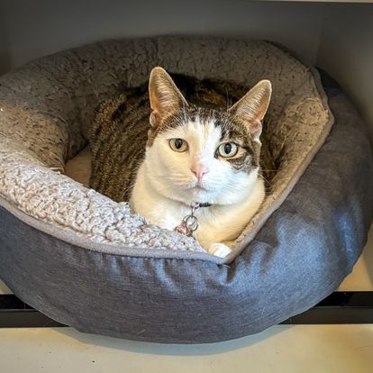 pet courier services
