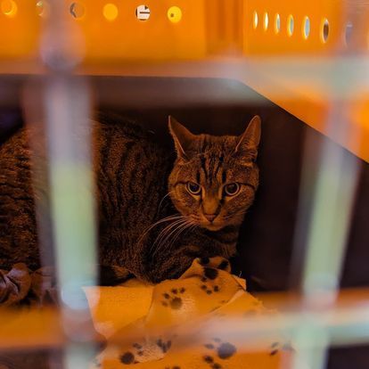 long distance pet transport
