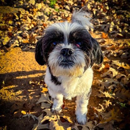 long distance pet transport
