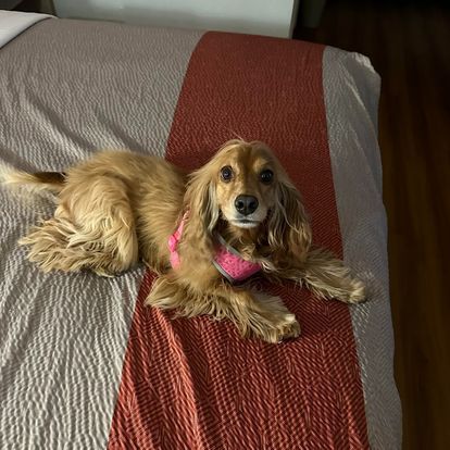 pet shipping cost estimate
